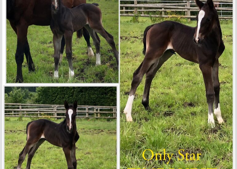 Naissance de Only Star ZIMEQUEST Fille de Whisper Zimequest / Qlassic Bois Margot