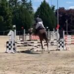 Calou GZ, 5 ans, petit fils de la sœur de Chesall ZIMEQUEST ! En forme avec JM du haras d’Ambacourt !
