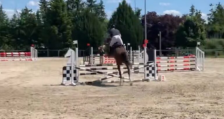 Calou GZ, 5 ans, petit fils de la sœur de Chesall ZIMEQUEST ! En forme avec JM du haras d’Ambacourt !